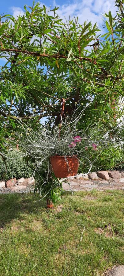 Liwa Garden Krzywa 11 Διαμέρισμα Εξωτερικό φωτογραφία